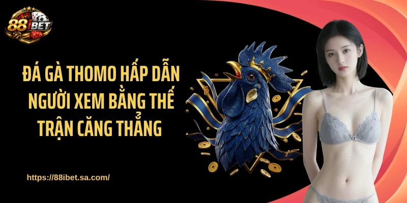 Đá gà Thomo hấp dẫn người xem bằng thế trận căng thẳng 